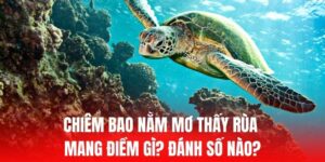nằm mơ thấy rùa